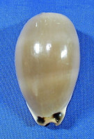 Luria lurida